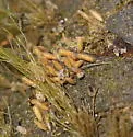 Ochrotrichia tenuata - photo 5
