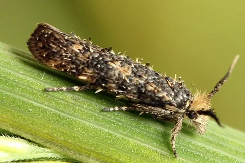 Feathered Stem-moth