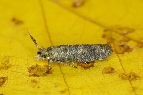 Ochsenheimeria urella