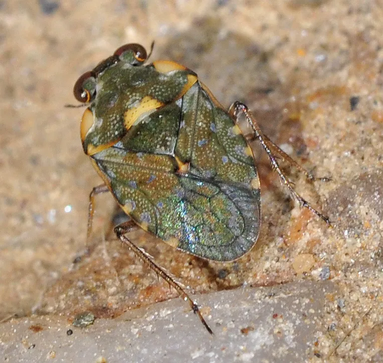 Velvety Shore Bugs - photo 2