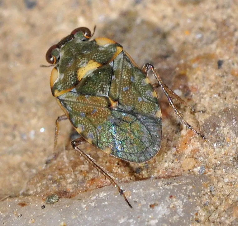 Velvety Shore Bugs - photo 3