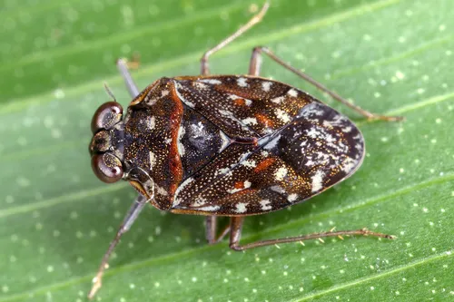 Ochterus aeneifrons