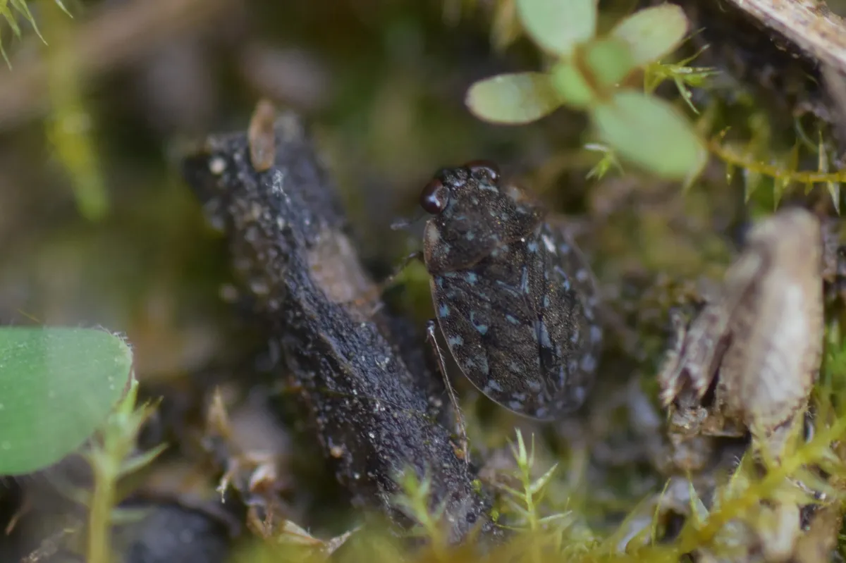 Ochterus americanus