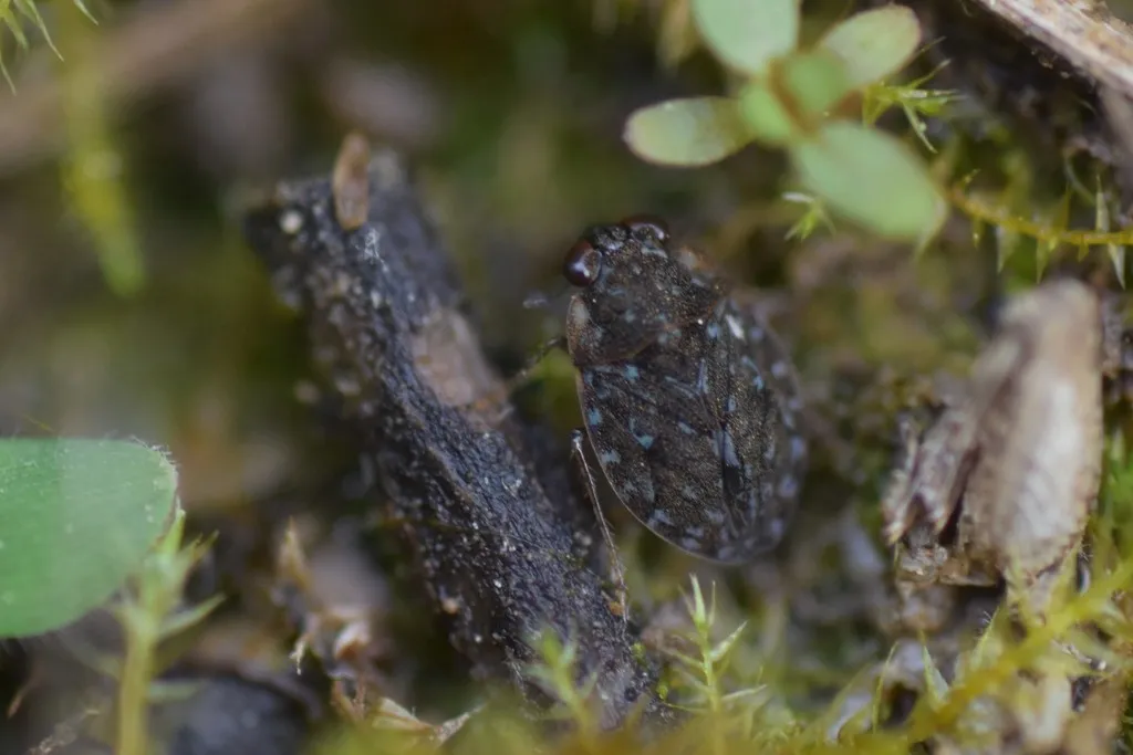 Ochterus americanus - photo 3