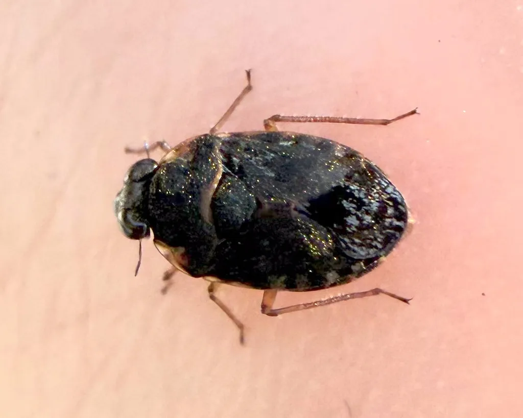 Ochterus barberi