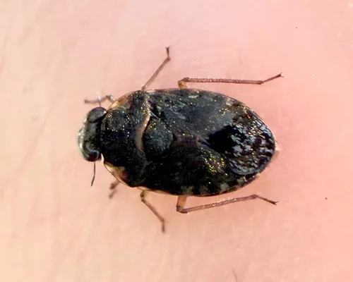 Ochterus barberi - photo 2