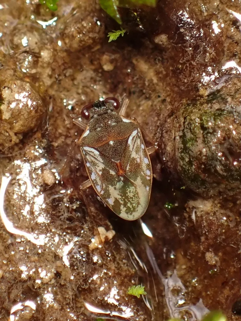 Ochterus costaricensis - photo 2