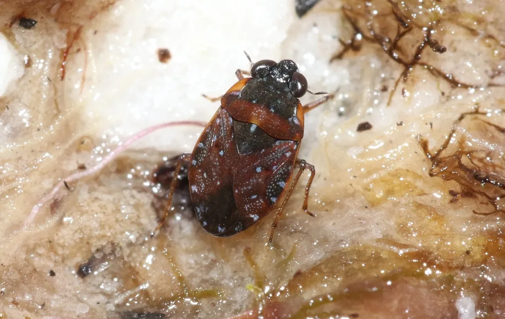 Ochterus eurythorax - photo 2