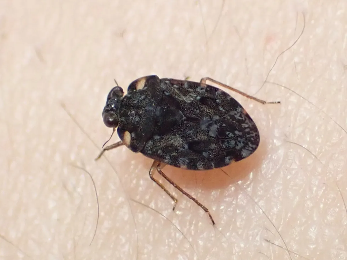 Ochterus explanatus