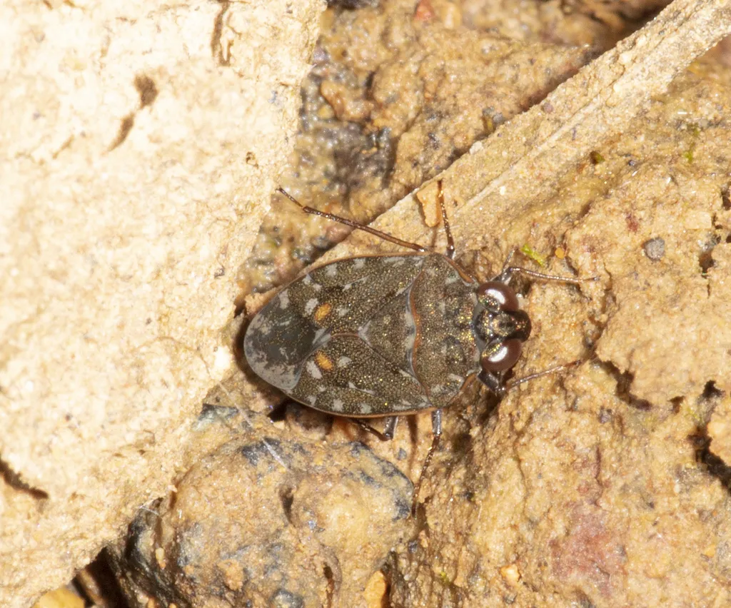 Ochterus manni - photo 2