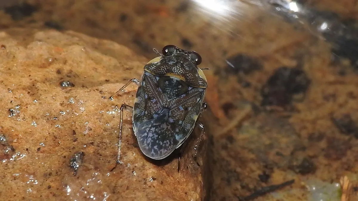Blue-spotted Velvet Shore Bug - photo 3