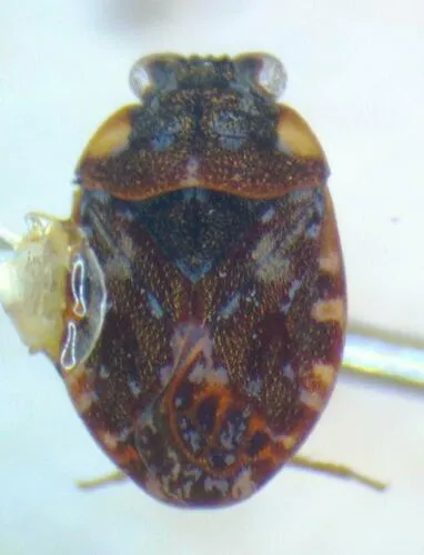 Ochterus obscurus