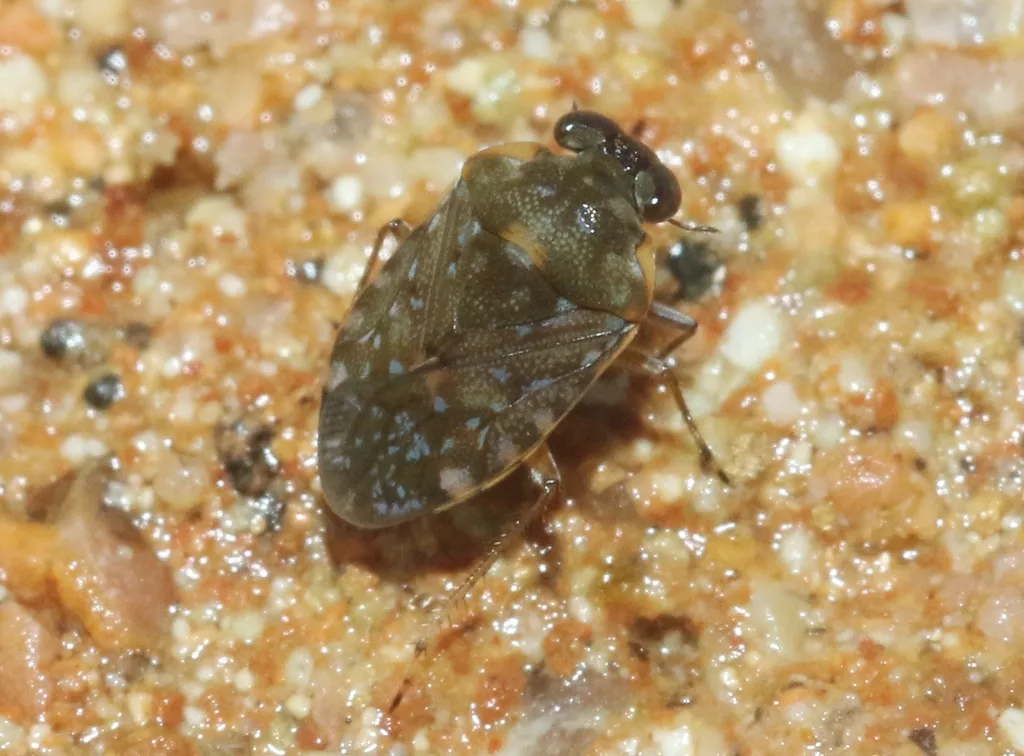 Ochterus papaceki - photo 2