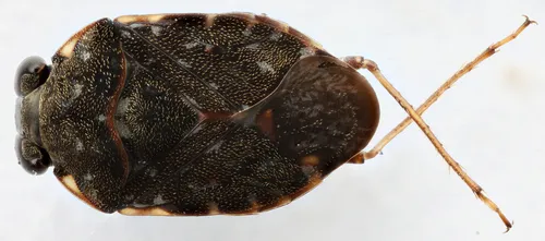 Ochterus perbosci