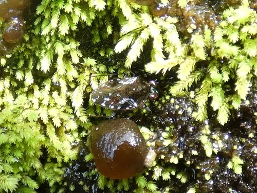 Ochterus viridifrons