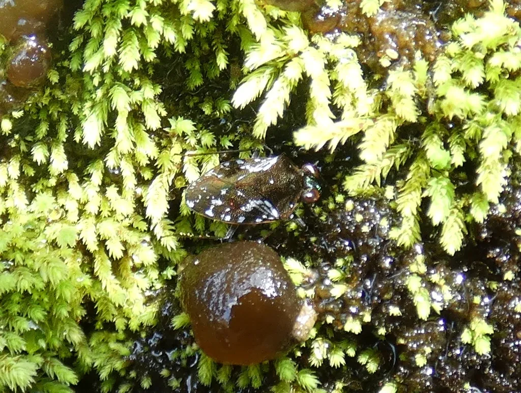 Ochterus viridifrons - photo 2