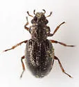 Ochthebius benefossus