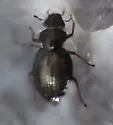 Ochthebius benefossus - photo 2