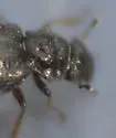 Ochthebius benefossus - photo 4