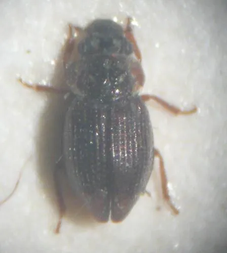 Ochthebius bicolon