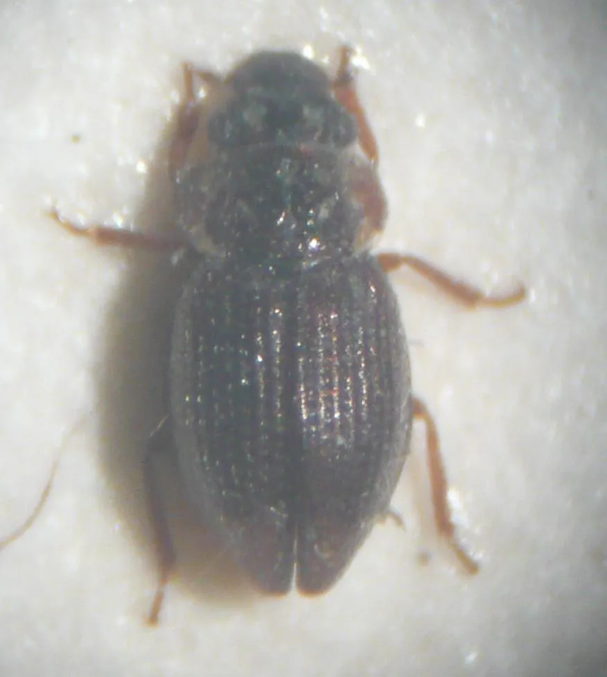 Ochthebius bicolon - photo 2