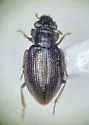 Ochthebius bisinuatus