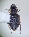 Ochthebius bisinuatus - photo 2