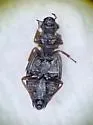 Ochthebius costatellus - photo 2