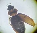 Ochthebius costatellus - photo 3