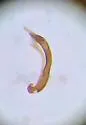 Ochthebius costatellus - photo 4