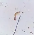 Ochthebius costatellus - photo 5