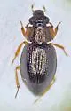 Ochthebius cribricollis