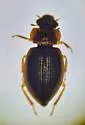 Ochthebius cribricollis - photo 2