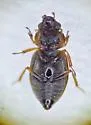 Ochthebius cribricollis - photo 3