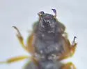 Ochthebius cribricollis - photo 4