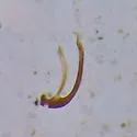 Ochthebius cribricollis - photo 5