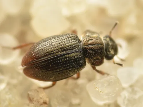 Ochthebius dilatatus