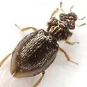 Ochthebius fossatus