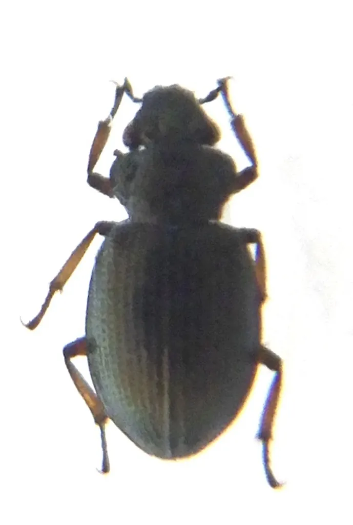 Ochthebius hasegawai - photo 2