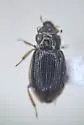 Ochthebius interruptus