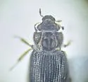 Ochthebius interruptus - photo 2