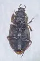 Ochthebius interruptus - photo 3
