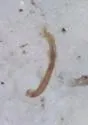 Ochthebius interruptus - photo 4