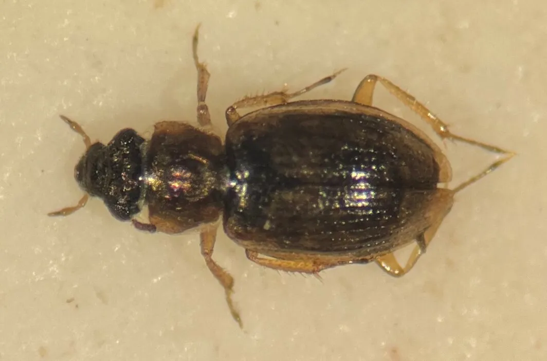 Ochthebius lineatus - photo 2