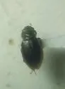 Ochthebius marinus