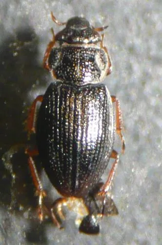 Ochthebius minimus