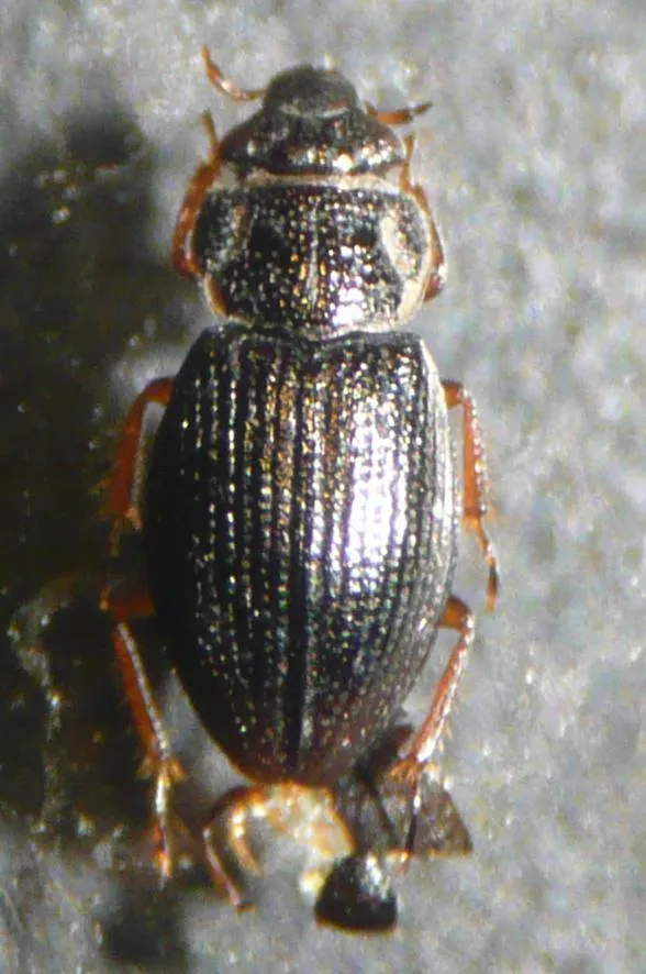 Ochthebius minimus - photo 2