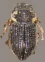 Ochthebius puncticollis