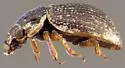Ochthebius puncticollis - photo 2