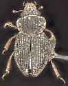 Ochthebius puncticollis - photo 3